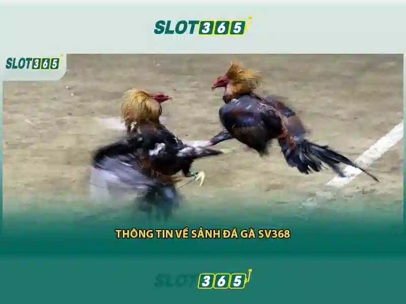 Trải nghiệm người dùng và phản hồi cộng đồng