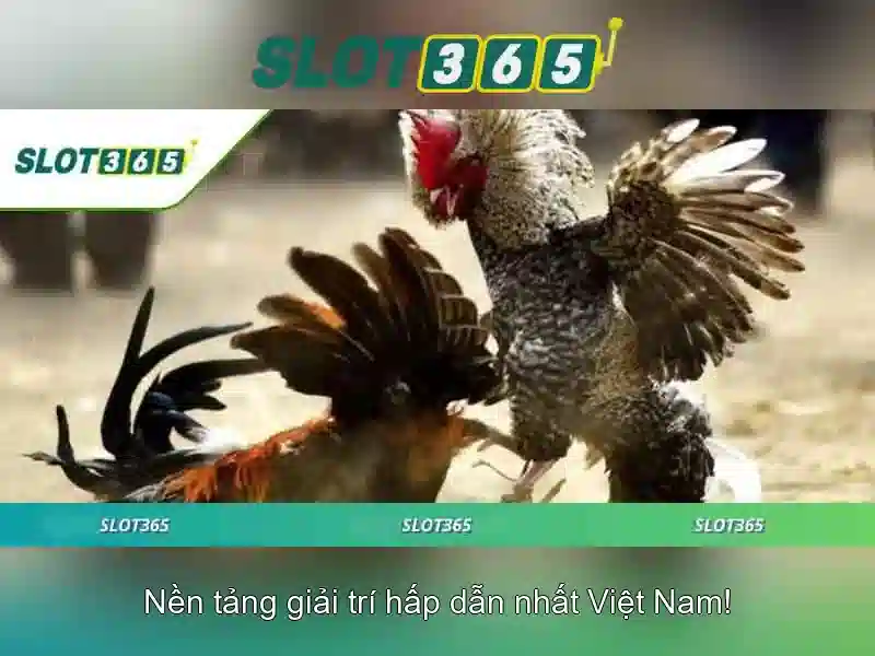 Slot365 – Nền tảng trò chơi slots trực tuyến hiện đại