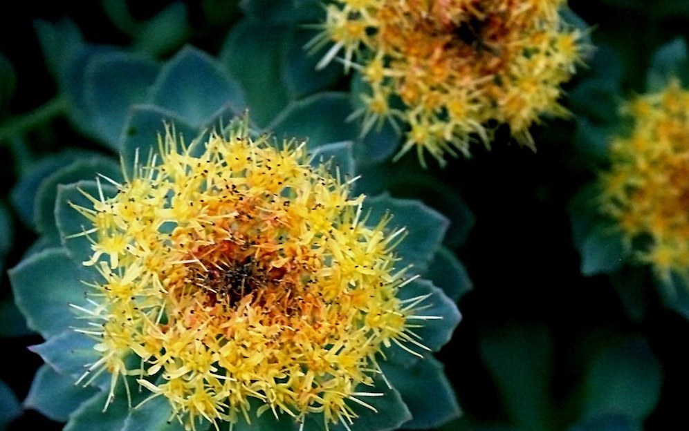 The Comprehensive Guide to the Benefits of Rhodiola Rosea Nootropics